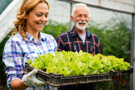 Happy family people of organic greenhouse farmer vegetable harvesting to be sold to local stores.の写真素材