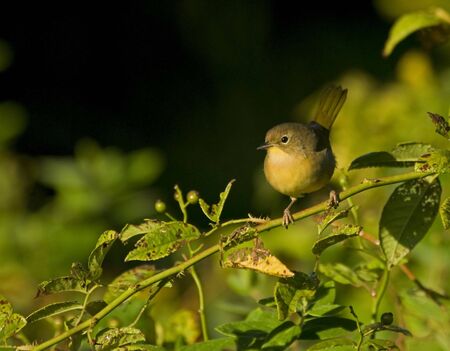 Female Common Yellowthroat の写真素材