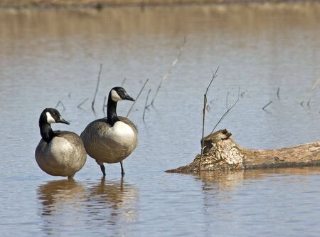 Two Canada Geese standing in shallow waterの写真素材