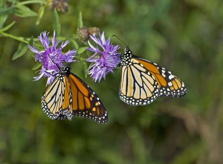 Two Monarch butterflies on purple flowersの写真素材