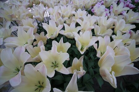 White Tulip  in Keukenhof garden Netherlandsの写真素材