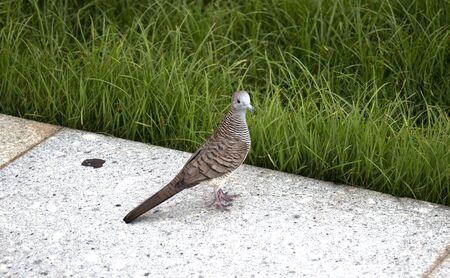 Zebra dove standing on granite , Geopelia striataの写真素材