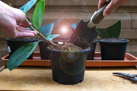 How To Start A Rubber Tree Plant: Propagation . Step 5 Put the prepared rubber plant Tree branch into the pot. Indoor Trees for Every Room of Your House. air purifying plantの写真素材