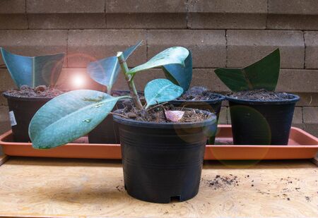 Indoor Trees for Every Room of Your House. air purifying plant . rubber plant propagationの写真素材