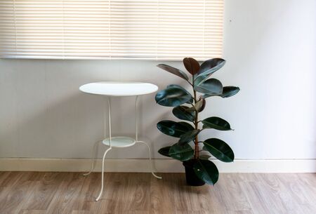 One corner inside the house that is beautifully decorated With rubber tile flooring Indian rubber tree Air purifier tree and table for relaxing livingの写真素材
