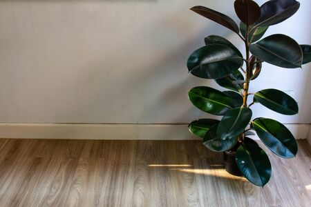 The 80 cm Rubber Plant size is a perfect size for home interiors. Decorating the house with Indian rubber trees. Air purifier treeの写真素材