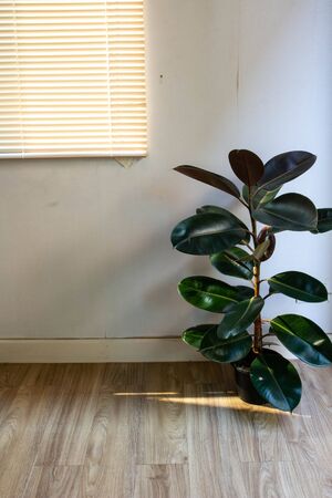 At present it is popular to use air purification plants to decorate the house. The 80 cm Rubber Plant size is a perfect size for home interiors.の写真素材