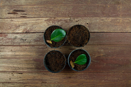 Indian rubber tree, leaves and branches Prepare to propagation in the plant pot. Rubber plant propagationの写真素材