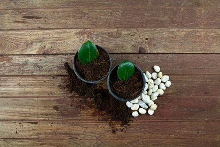 rubber plant Propagation with small branches on wooden backgroundの写真素材