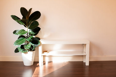 Rubber plant and a TV stand in the bedroom, the morning sun shines through the bedroom. Rubber plant Air purification trees.の写真素材