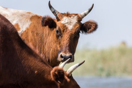 Cows at watering during hot heat and drought. Kalmykia region, Russia.の写真素材