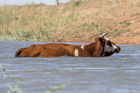 Cows at watering during hot heat and drought. Kalmykia region, Russia.の写真素材
