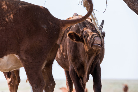 Cows at watering during hot heat and drought. Kalmykia region, Russia.の写真素材