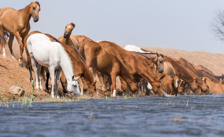 Horses at a watering place during strong heat and drought. Kalmykia region, Russia.