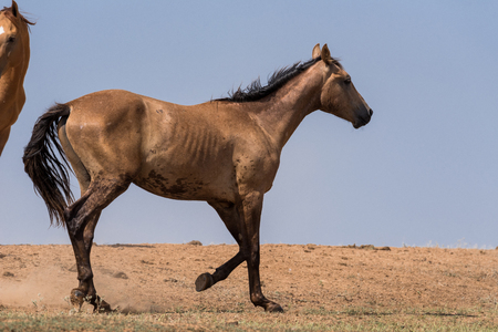Horses at a watering place during strong heat and drought. Kalmykia region, Russia.の写真素材