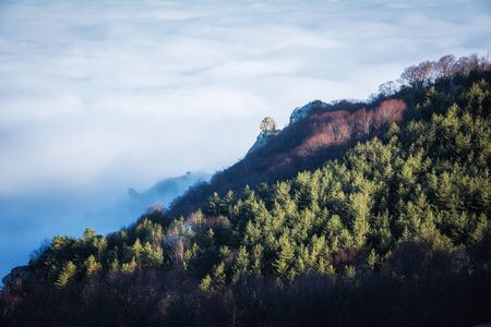 Trees and rocks. Mountain range Demerdzhi, the Republic of Crimea.