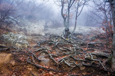 Misty forest in the Demerdzhi mountain range in the Valley of ghosts. Crimeaの写真素材