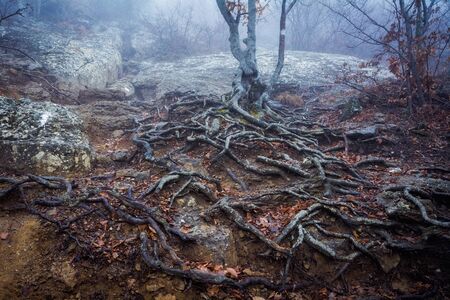 Misty forest in the Demerdzhi mountain range in the Valley of ghosts. Crimeaの写真素材