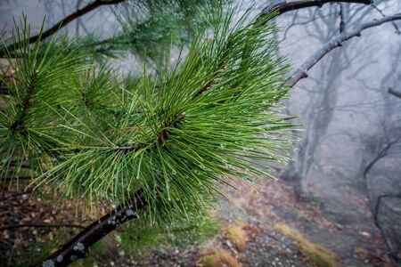 Spruce needles leaves close up. Misty forest in the Demerdzhi mountain range in the Valley of ghosts. Crimeaの写真素材