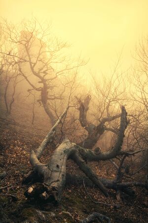 Misty forest in the Demerdzhi mountain range in the Valley of ghosts. Crimea