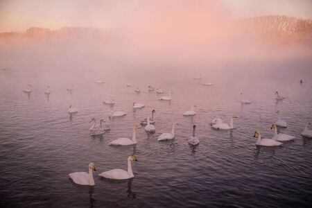 A group of swans swims on a lake on a frosty winter day. "Lebedinyj" Swan Nature Reserve, "Svetloye" lake, Urozhaynoye Village, Sovetsky District, Altai region, Russiaの写真素材