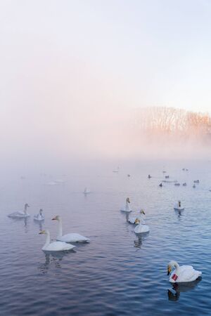 A group of swans swims on a lake on a frosty winter day. "Lebedinyj" Swan Nature Reserve, "Svetloye" lake, Urozhaynoye Village, Sovetsky District, Altai region, Russiaの写真素材