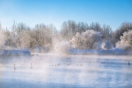 A group of swans swims on a lake on a frosty winter day. "Lebedinyj" Swan Nature Reserve, "Svetloye" lake, Urozhaynoye Village, Sovetsky District, Altai region, Russiaの写真素材