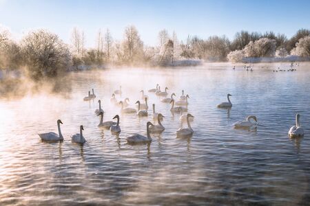 A group of swans swims on a lake on a frosty winter day. "Lebedinyj" Swan Nature Reserve, "Svetloye" lake, Urozhaynoye Village, Sovetsky District, Altai region, Russiaの写真素材