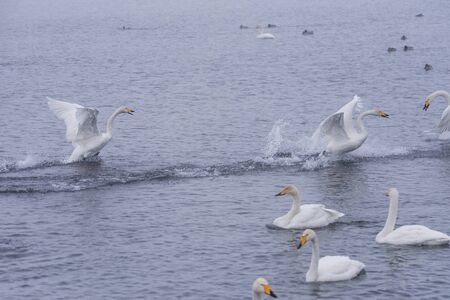 A group of swans swims on a lake on a frosty winter day. "Lebedinyj" Swan Nature Reserve, "Svetloye" lake, Urozhaynoye Village, Sovetsky District, Altai region, Russiaの写真素材