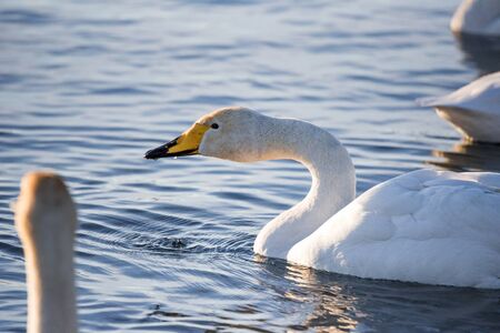 A group of swans swims on a lake on a frosty winter day. "Lebedinyj" Swan Nature Reserve, "Svetloye" lake, Urozhaynoye Village, Sovetsky District, Altai region, Russiaの写真素材