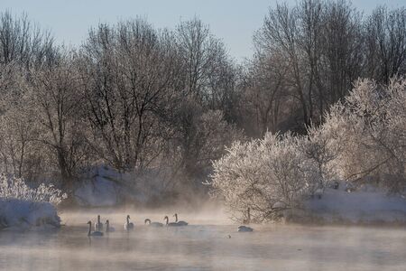 A group of swans swims on a lake on a frosty winter day. "Lebedinyj" Swan Nature Reserve, "Svetloye" lake, Urozhaynoye Village, Sovetsky District, Altai region, Russiaの写真素材