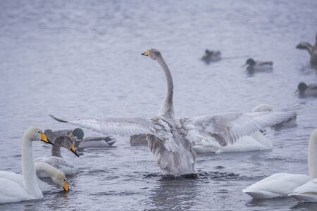The swan flaps its wings. Dries wings and shows its dominance. Lebedinyj Swan Nature Reserve,...