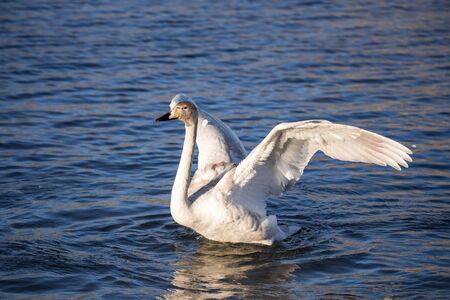 The swan flaps its wings. Dries wings and shows its dominance. Lebedinyj Swan Nature Reserve,...