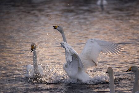 The swan flaps its wings. Dries wings and shows its dominance. "Lebedinyj" Swan Nature Reserve, "Svetloye" lake, Urozhaynoye Village, Sovetsky District, Altai region, Russiaの写真素材