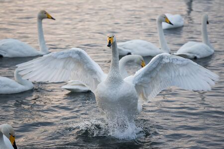 The swan flaps its wings. Dries wings and shows its dominance. Lebedinyj Swan Nature Reserve,...