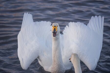 The swan flaps its wings. Dries wings and shows its dominance. Lebedinyj Swan Nature Reserve,...
