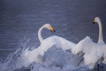 Fight of swans. A swan attacks another bird. "Lebedinyj" Swan Nature Reserve, "Svetloye" lake, Urozhaynoye Village, Sovetsky District, Altai region, Russiaの写真素材