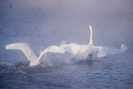 Fight of swans. A swan attacks another bird. "Lebedinyj" Swan Nature Reserve, "Svetloye" lake, Urozhaynoye Village, Sovetsky District, Altai region, Russiaの写真素材