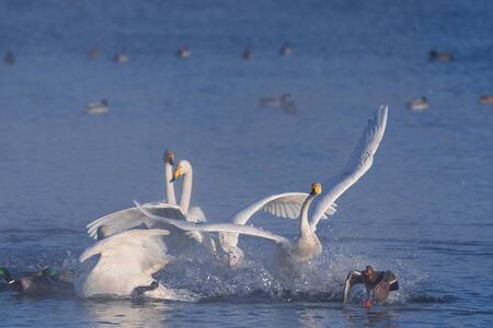 Fight of swans. A swan attacks another bird. "Lebedinyj" Swan Nature Reserve, "Svetloye" lake, Urozhaynoye Village, Sovetsky District, Altai region, Russiaの写真素材