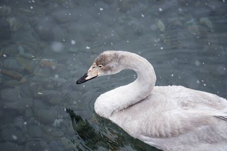 Close-up view of the head of a swan. "Lebedinyj" Swan Nature Reserve, "Svetloye" lake, Urozhaynoye Village, Sovetsky District, Altai region, Russiaの写真素材