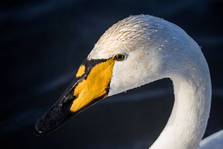 Close-up view of the head of a swan. "Lebedinyj" Swan Nature Reserve, "Svetloye" lake, Urozhaynoye Village, Sovetsky District, Altai region, Russiaの写真素材