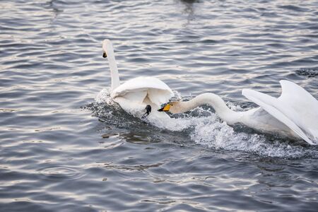 Swan cruelly and hard bites another swan. Lebedinyj Swan Nature Reserve, Svetloye lake, Urozhaynoye...