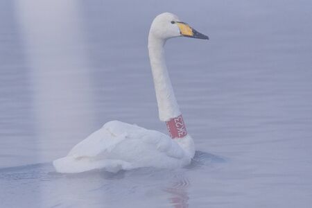Swan with a red bandage on his neck. Ornithologists and veterinarians tagged a swan. "Lebedinyj" Swan Nature Reserve, "Svetloye" lake, Urozhaynoye Village, Sovetsky District, Altai region, Russiaの写真素材