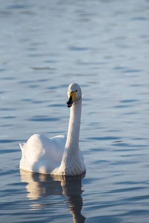 A lone swan swims in the winter on the lake. Lebedinyj Swan Nature Reserve, Svetloye lake,...