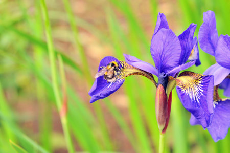 Bumble bee and violet flowersの写真素材