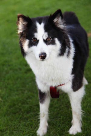 A black and white husky looking at the camera