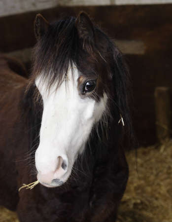 Horse eating hayの写真素材