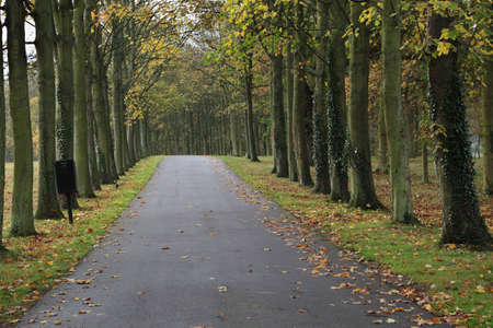 A road lined with treesの写真素材