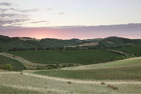 Vineyards in France at sunsetの写真素材