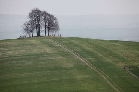 A tree in a field, with a track providing leading lines to the treeの写真素材